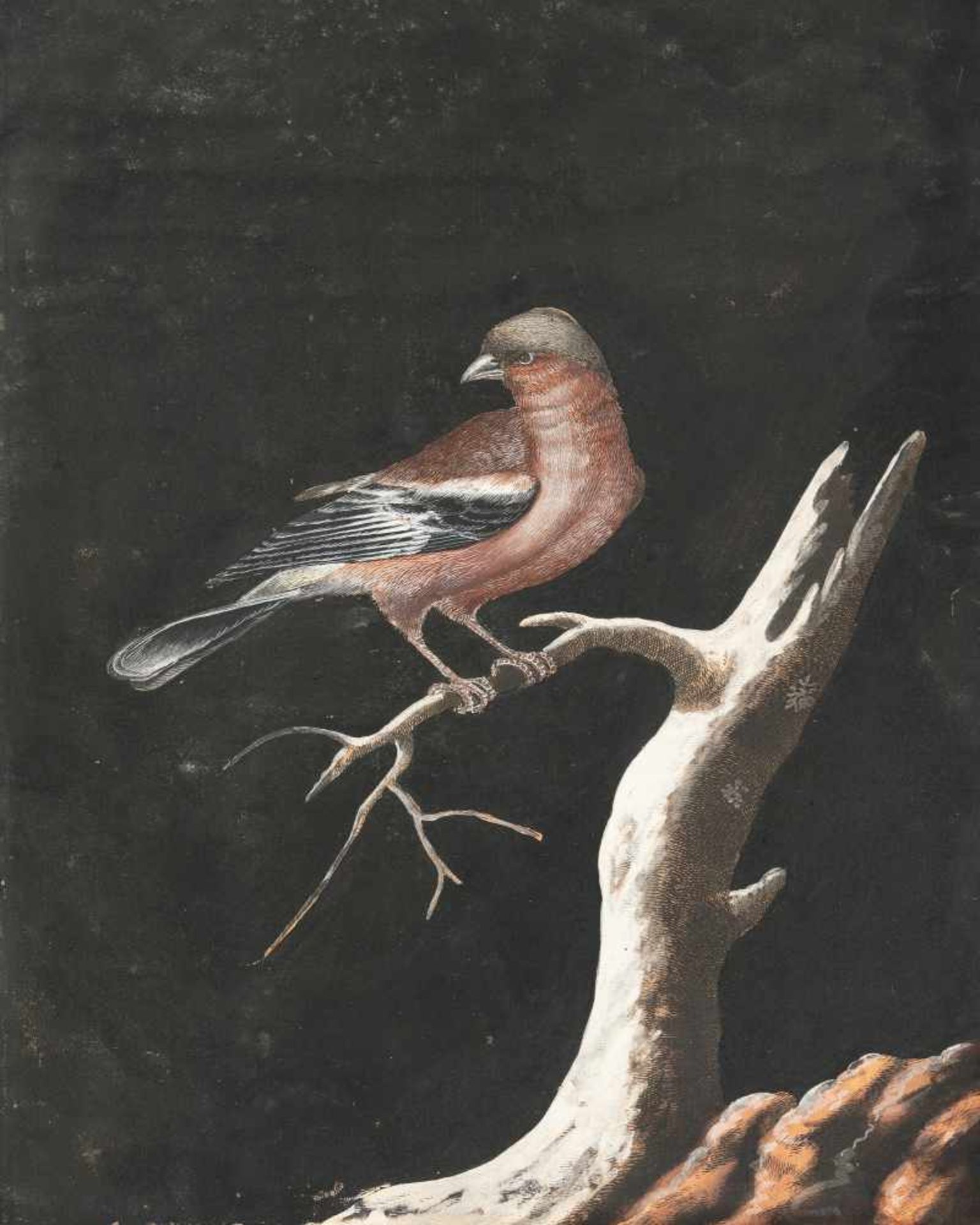Christoph Ludwig Agricola1667 - Regensburg - 17193 Bll.: Singvögel Deckfarbe, weiß gehöht auf Bütten