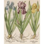 Basilius Besler1561 - 1629 - "Iris Latifolia..." - Kolor. Kupferstich. 48 x 39 cm. 49 x 40 cm (