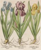 Basilius Besler1561 - 1629 - "Iris Latifolia..." - Kolor. Kupferstich. 48 x 39 cm. 49 x 40 cm (