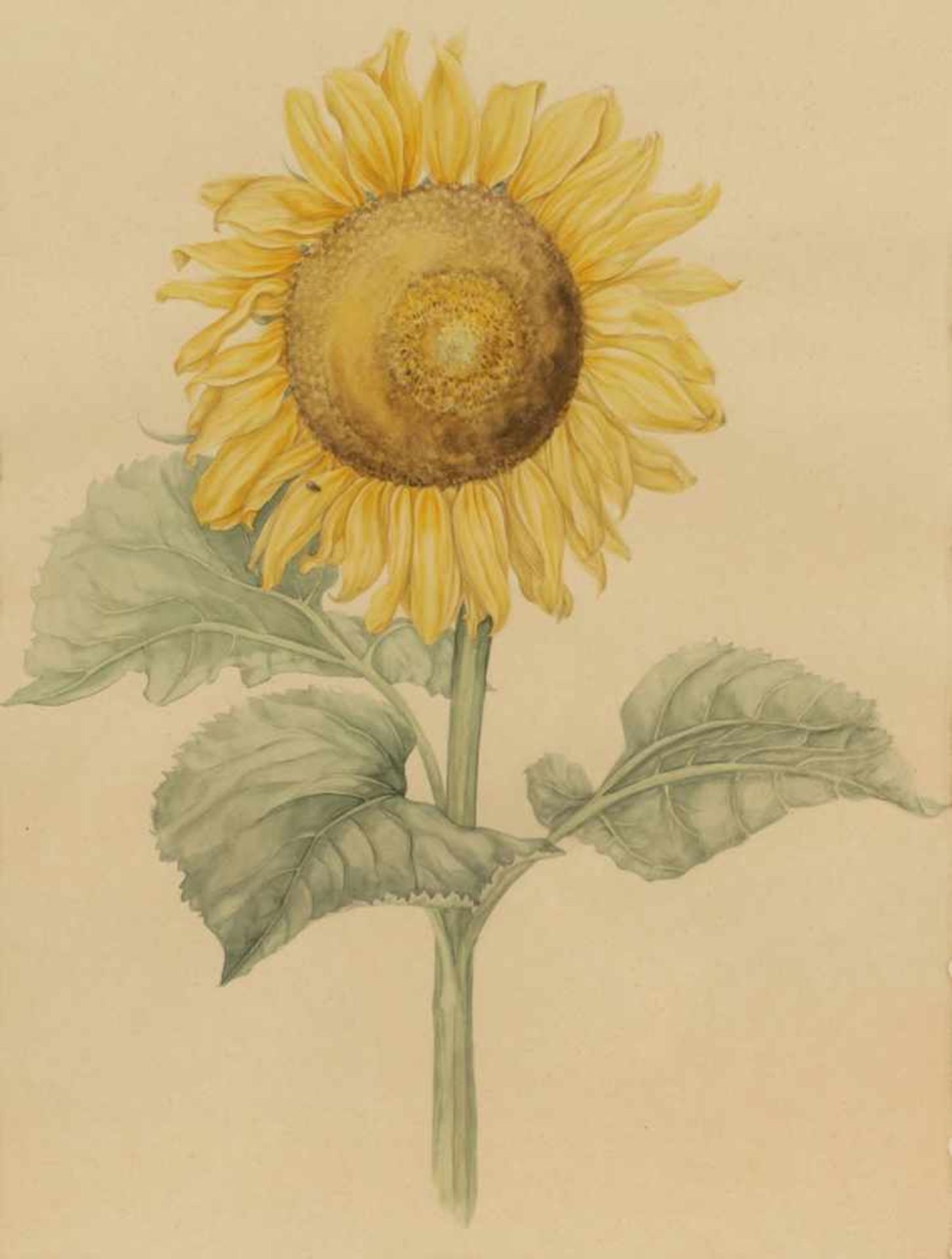 Künstler des 20. Jahrhunderts- "Sonnenblume" - Aquarell/Papier. 56 x 42,5 cm (