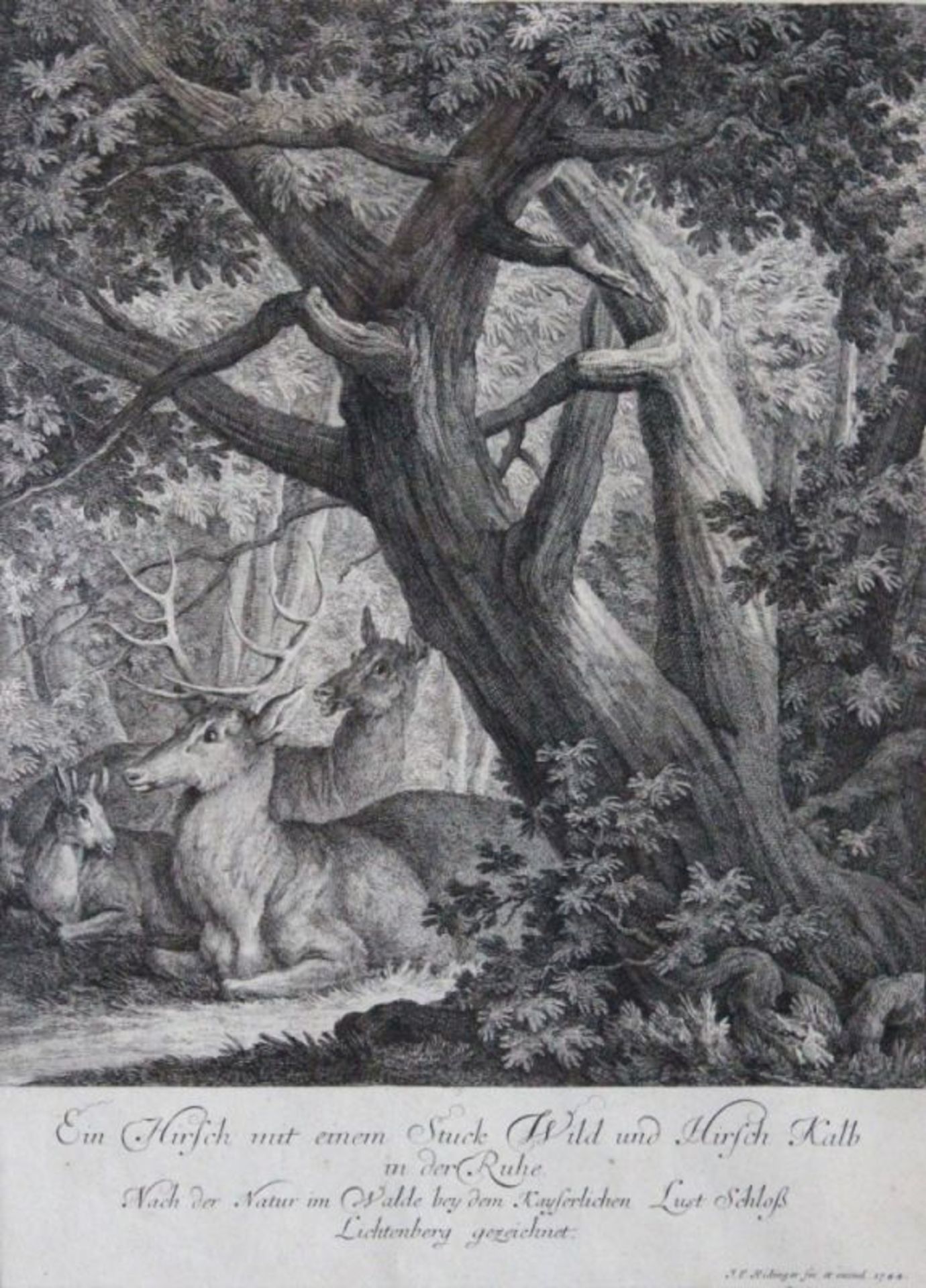 Kupferstich - Johann Elias Ridinger (1698 Ulm - 1767 Augsburg) "Ein Hirsch mit einem Stuck Wild
