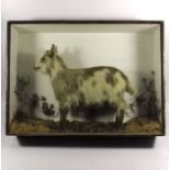 A 19th century taxidermy goat kid