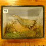 A cased taxidermy study of a wild bird in naturali