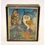 A 19th century taxidermy group of barn owl and tawny owl