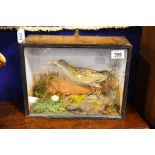 A cased taxidermy study of a wild bird in naturali