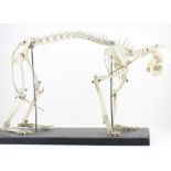 A taxidermy cat skeleton, mounted on wooden base, L.49cm