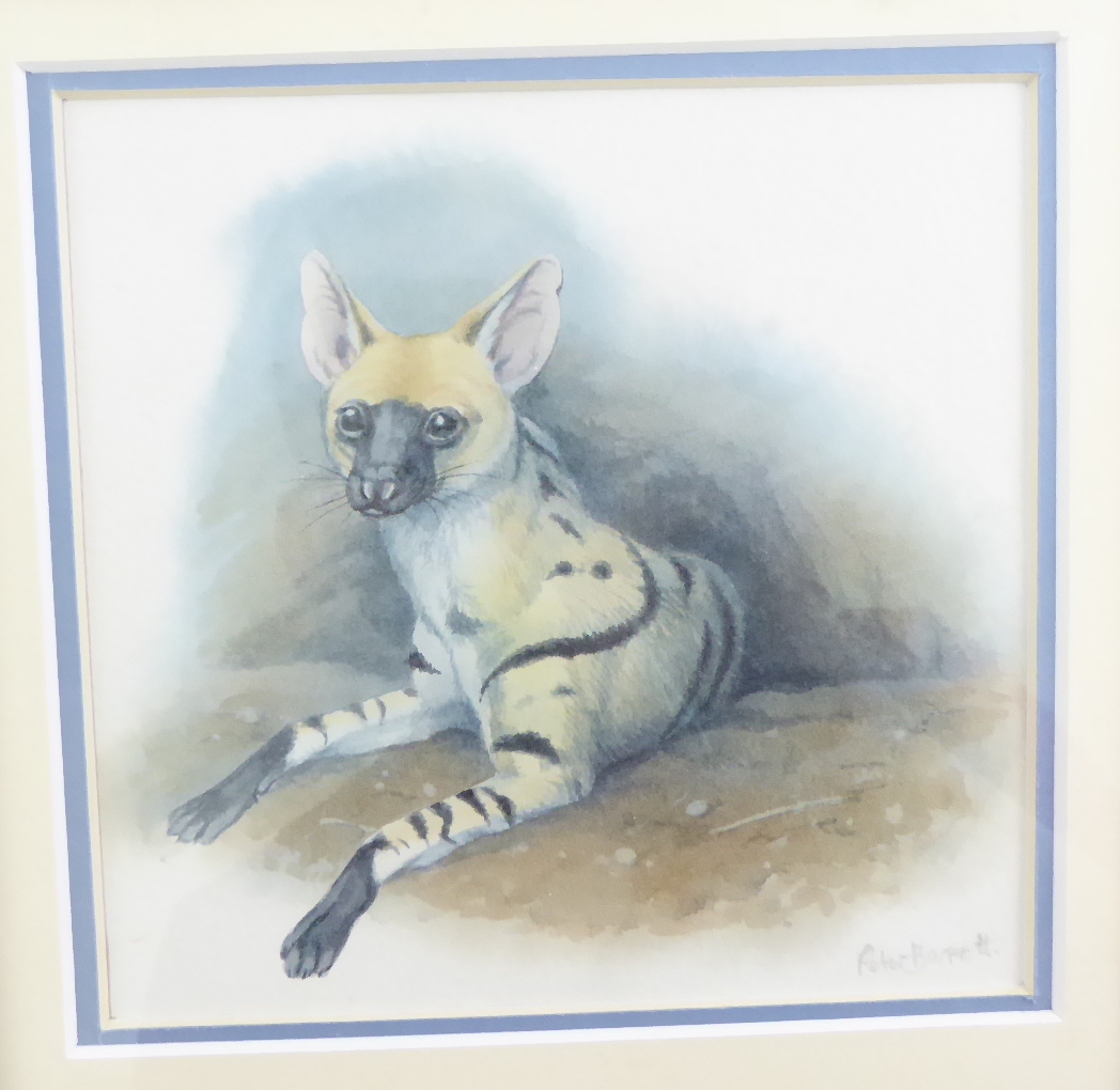 Peter Barrett (British, b.1935), four watercolours of exotic animals, signed in pencil, 10.5cm x - Image 5 of 5