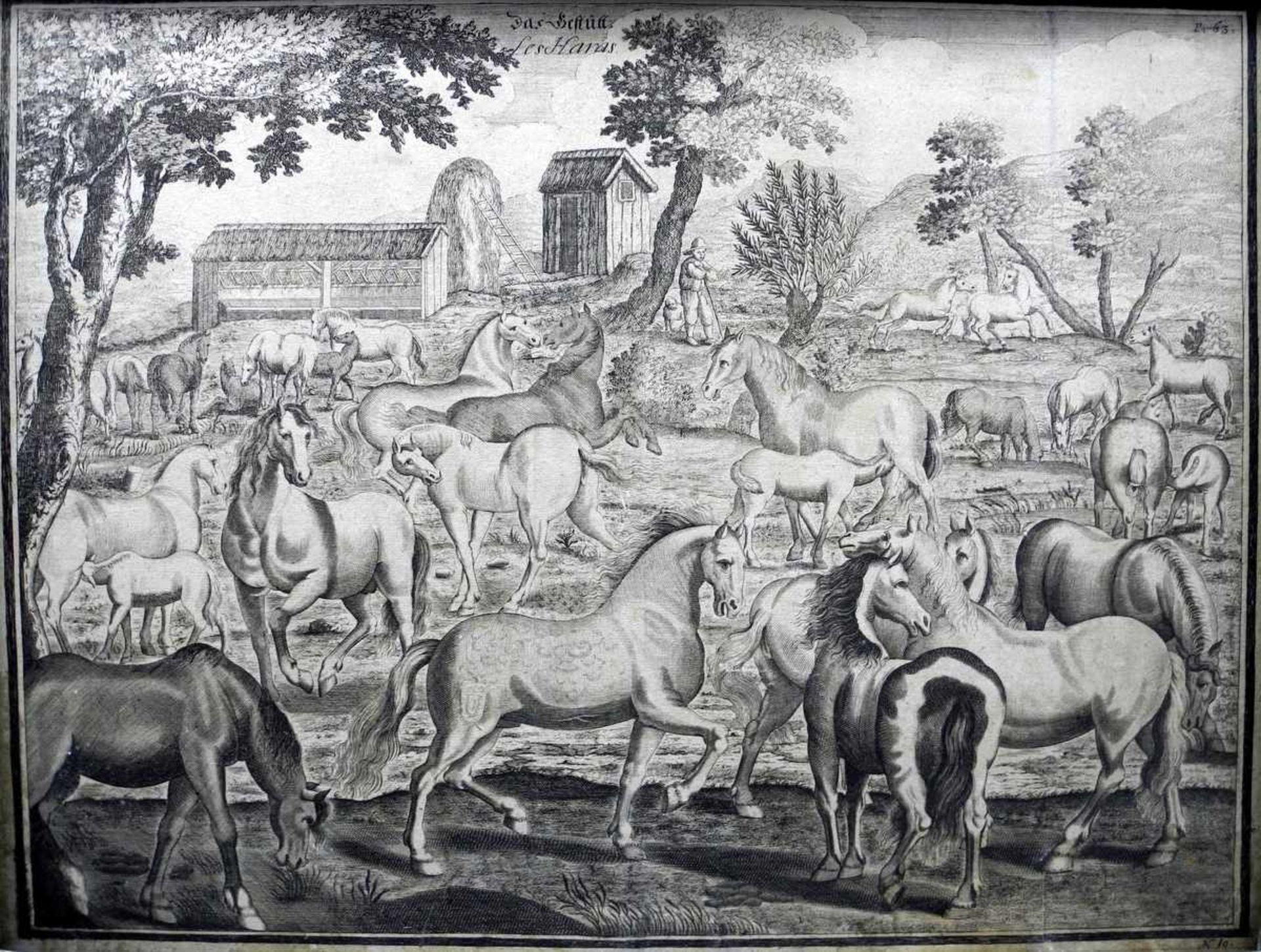 "Das Gestütt - Les Haras"Kupferstich/Papier. Darstellung einer Herde von Pferden verschiedener