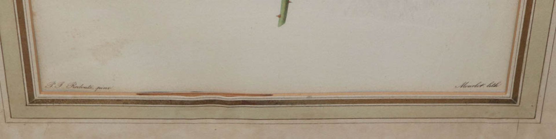 Redouté, Pierre Joseph1759 St. Hubert/Belgien - 1840 Paris. 3 Farblithografien mit - Image 2 of 2