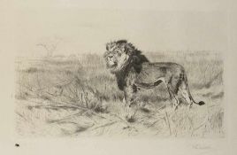 Wilhelm Kuhnert1865 Oppeln - 1926 FlimsLion in the savannahEtching on paper; H 290 mm, W 465 mm (