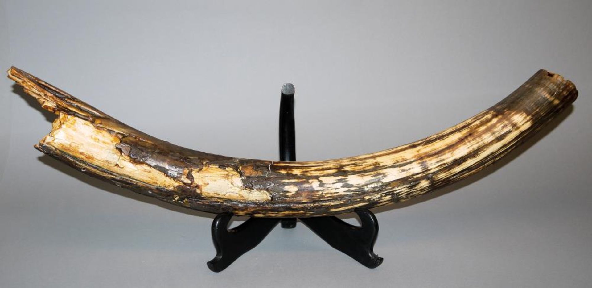 Großer Mammutzahn, Originalzustand Fragment einer Mammutzahns, L 84 cm, 4,7 kg