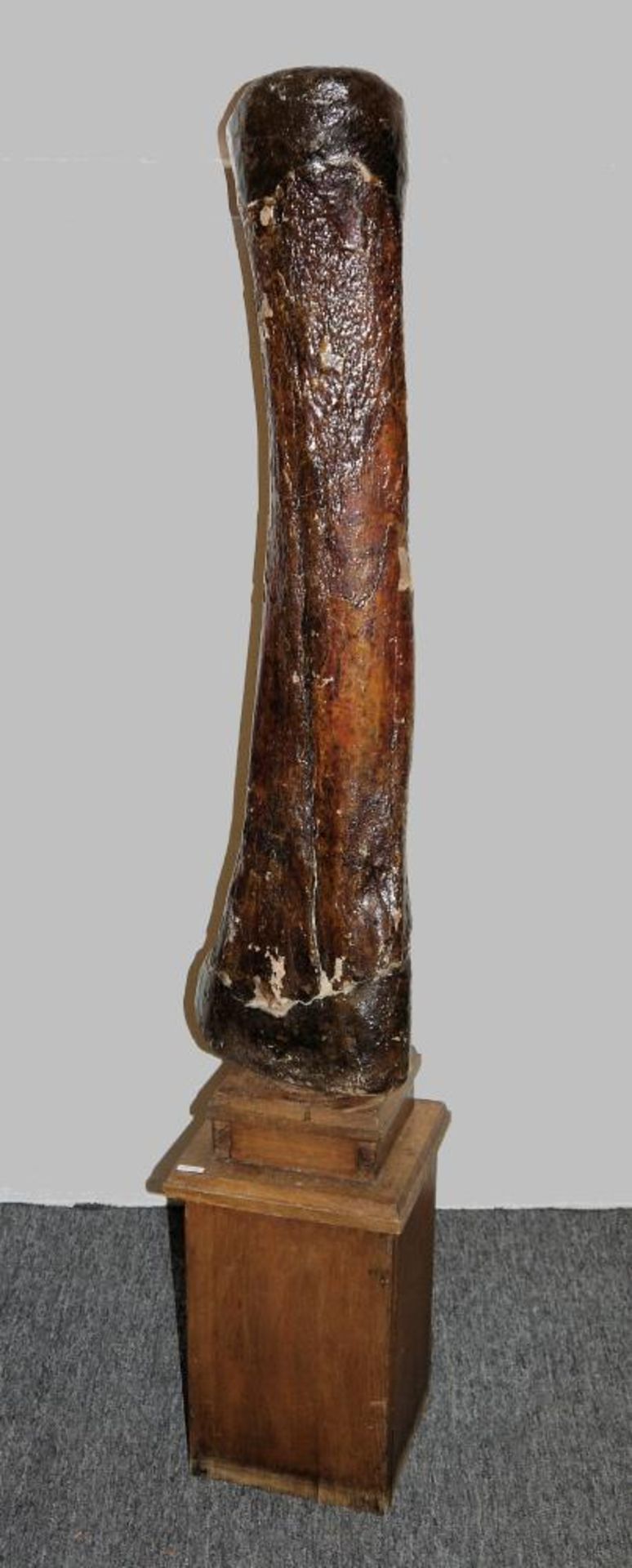 Fossiler Schenkelknochen eines Mammuts Großer Knochen, wohl Oberschenkel des Hinterlaufs eines