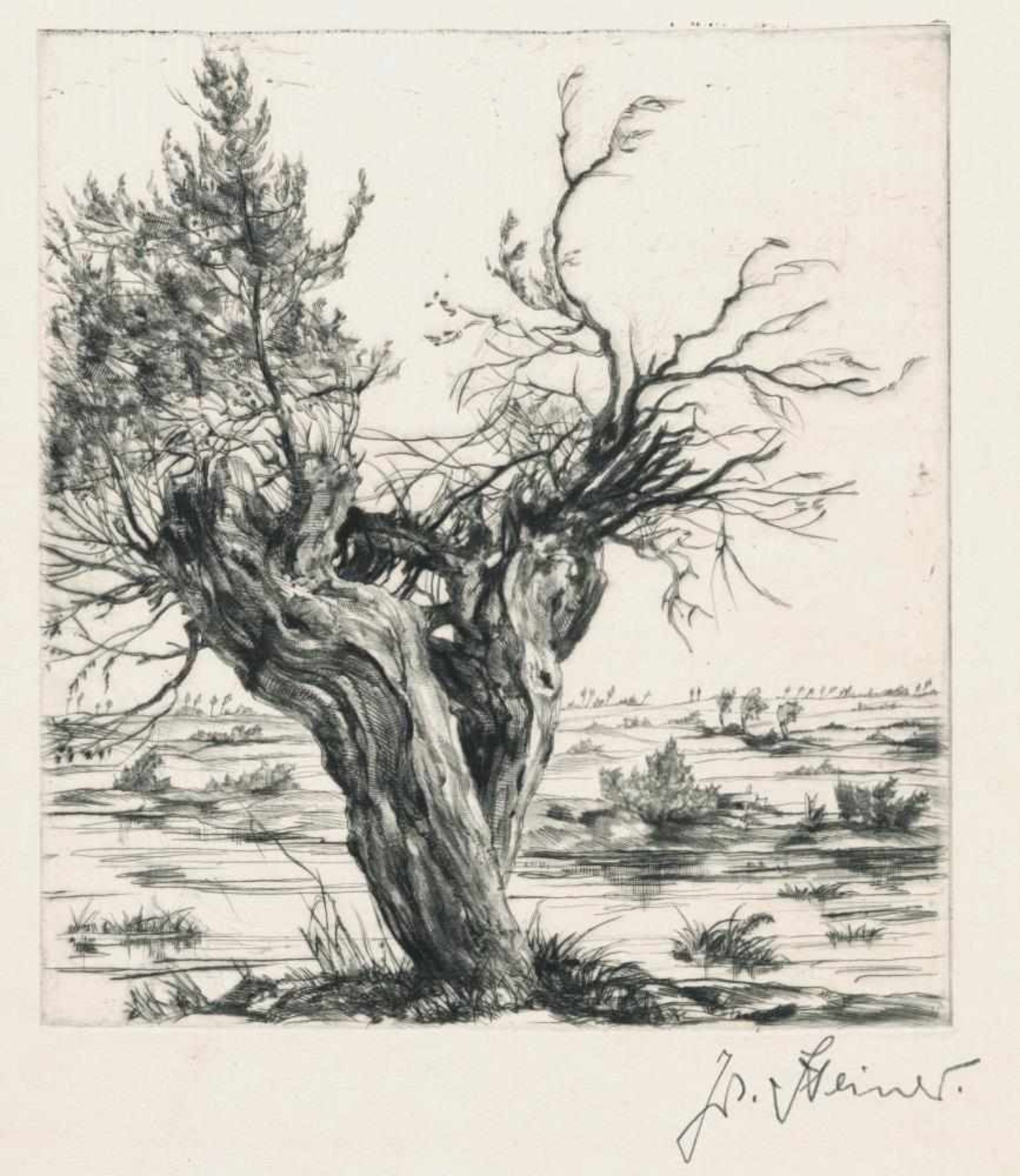 Josef Steiner, Bäume und Landschaften, 5 Radierungen, einmal gerahmt Josef Steiner, 1899 – 1977, „ - Bild 5 aus 5