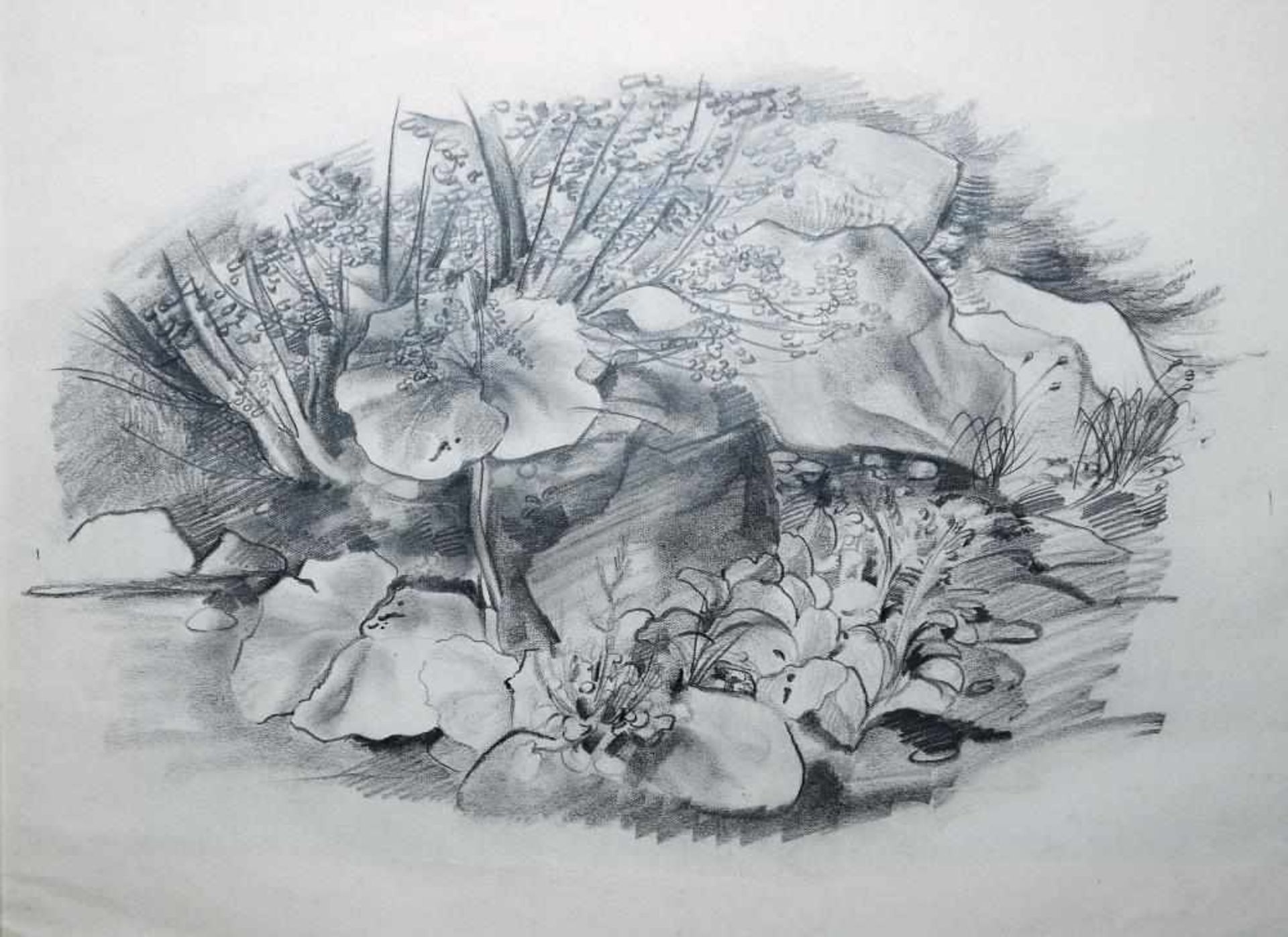 Josef Steiner, Pflanzen- und Naturstudien,3 Zeichnungen, um 1936/37, gerahmt Josef Steiner, 1899 – - Image 2 of 5