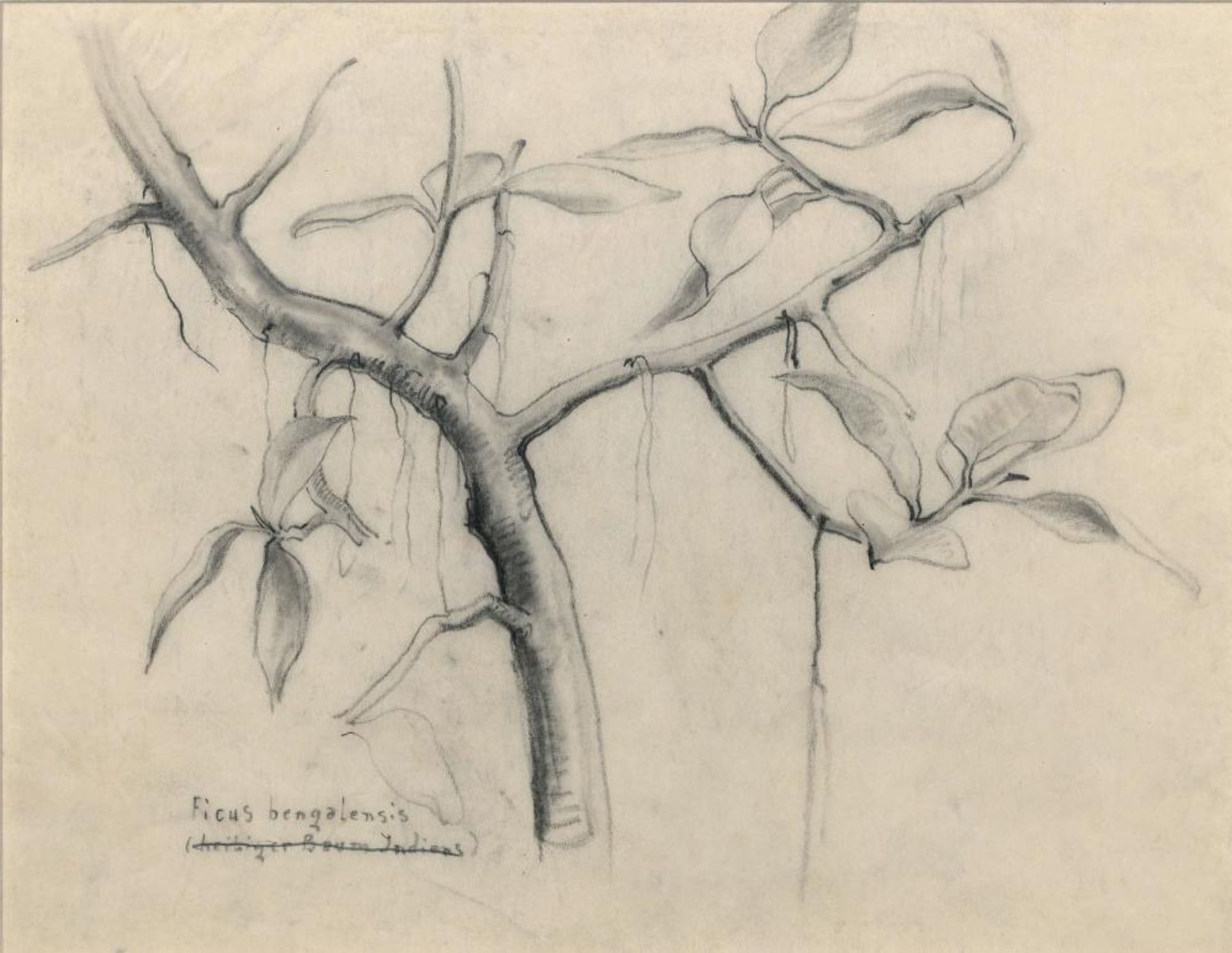 Josef Steiner, Pflanzen- und Naturstudien,3 Zeichnungen, um 1936/37, gerahmt Josef Steiner, 1899 – - Bild 4 aus 5