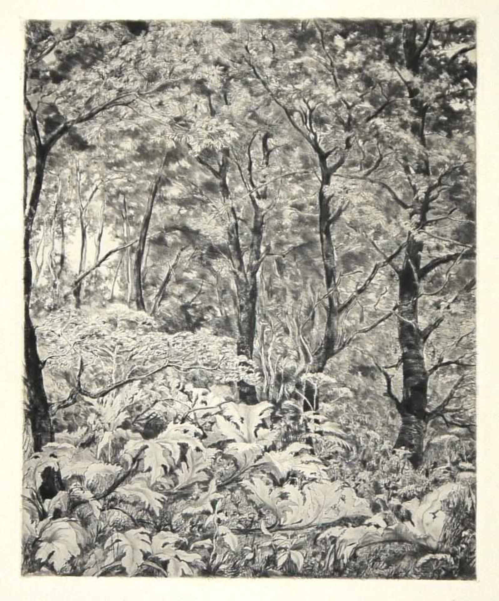 Josef Steiner, Landschaften und Wälder, 4 Radierungen, gerahmt Josef Steiner, 1899 – 1977, „Farne im - Bild 9 aus 9