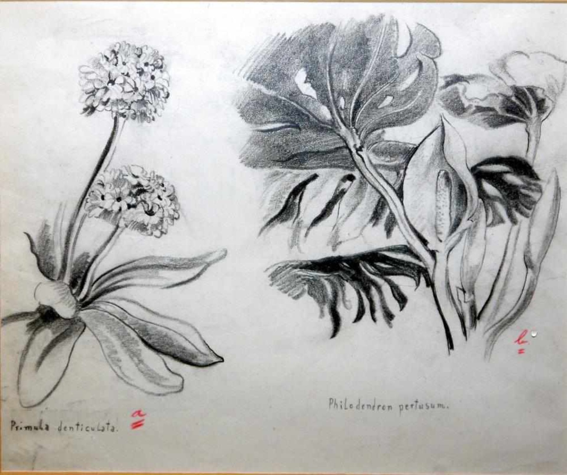 Josef Steiner, Blumenstudien, 2 Kohlezeichnungen um 1936, gerahmt Josef Steiner, 1899 - 1977, „ - Bild 4 aus 4