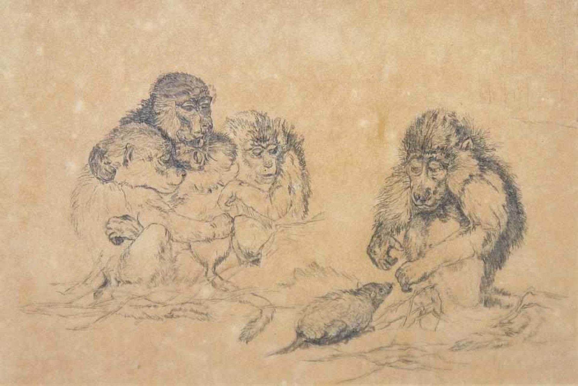 Josef Steiner, Affen, frühe Bleistiftzeichnung, im Atelierrahmen Josef Steiner, 1899 - 1977, Paviane - Bild 2 aus 2