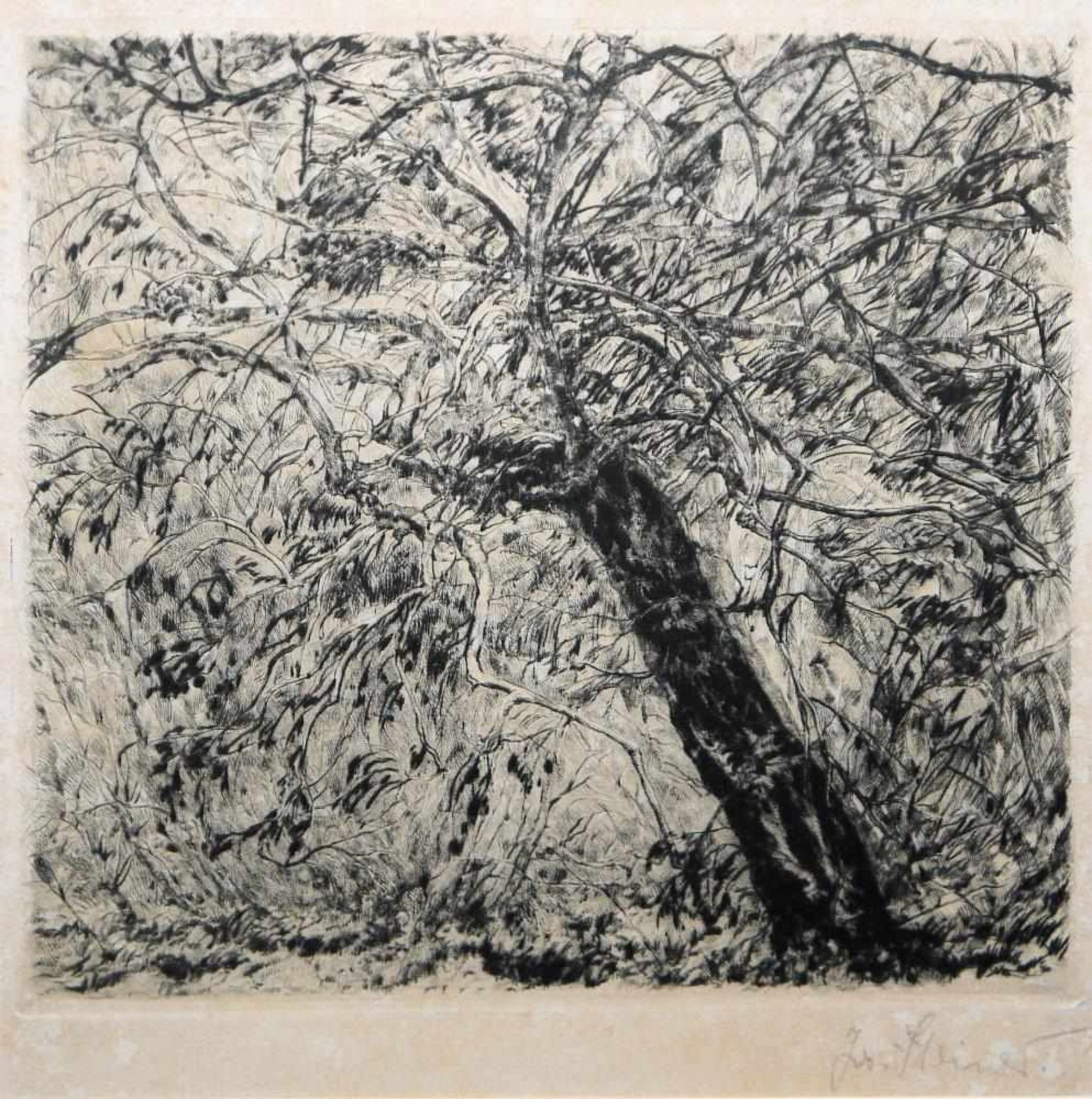 Josef Steiner, Landschaften und Wälder, 4 Radierungen, gerahmt Josef Steiner, 1899 – 1977, „Farne im - Bild 7 aus 9
