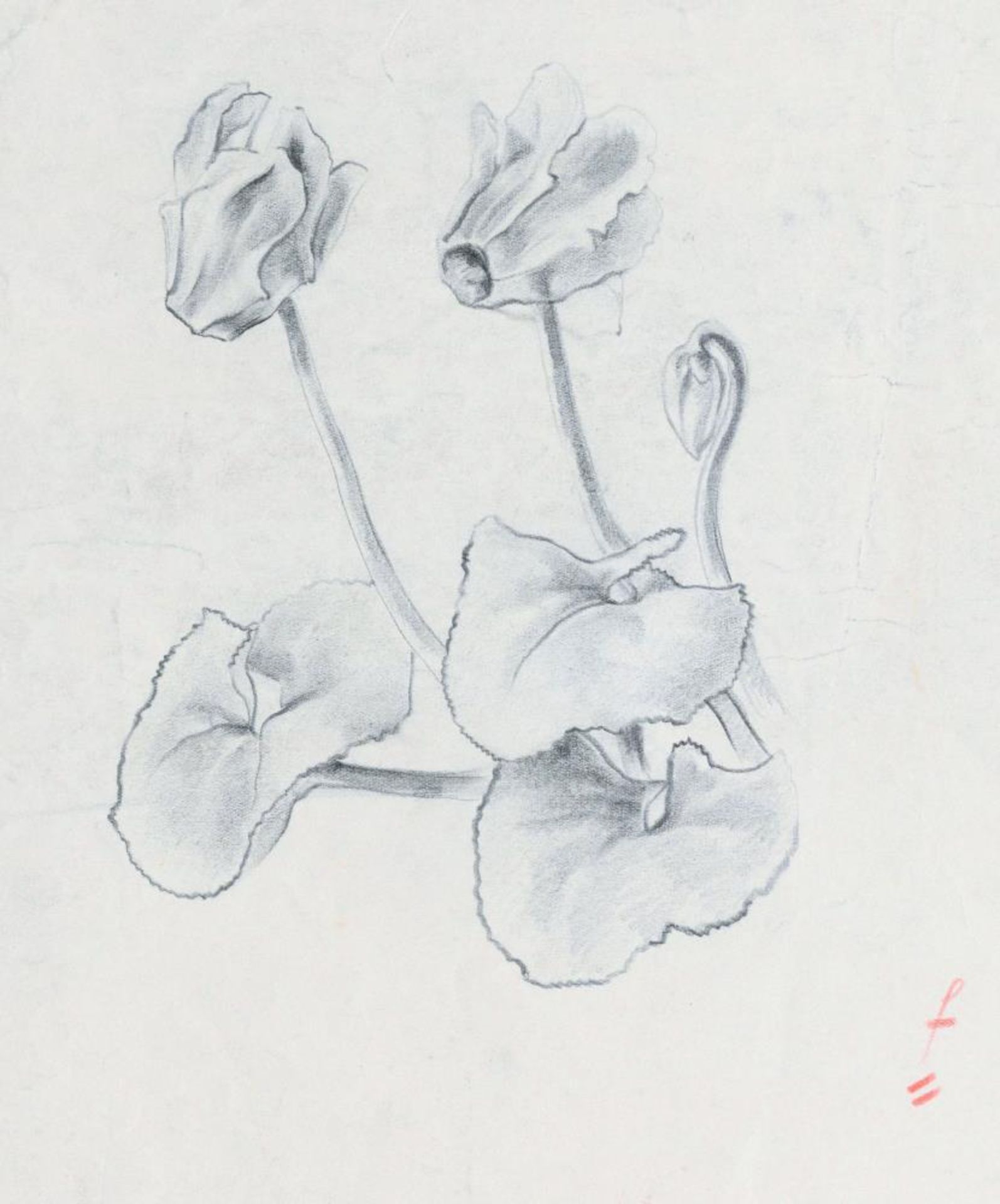 Josef Steiner, Pflanzenstudien, 6 Zeichnungen um 1936/37, gerahmt Josef Steiner, 1899 - 1977, „ - Bild 8 aus 8