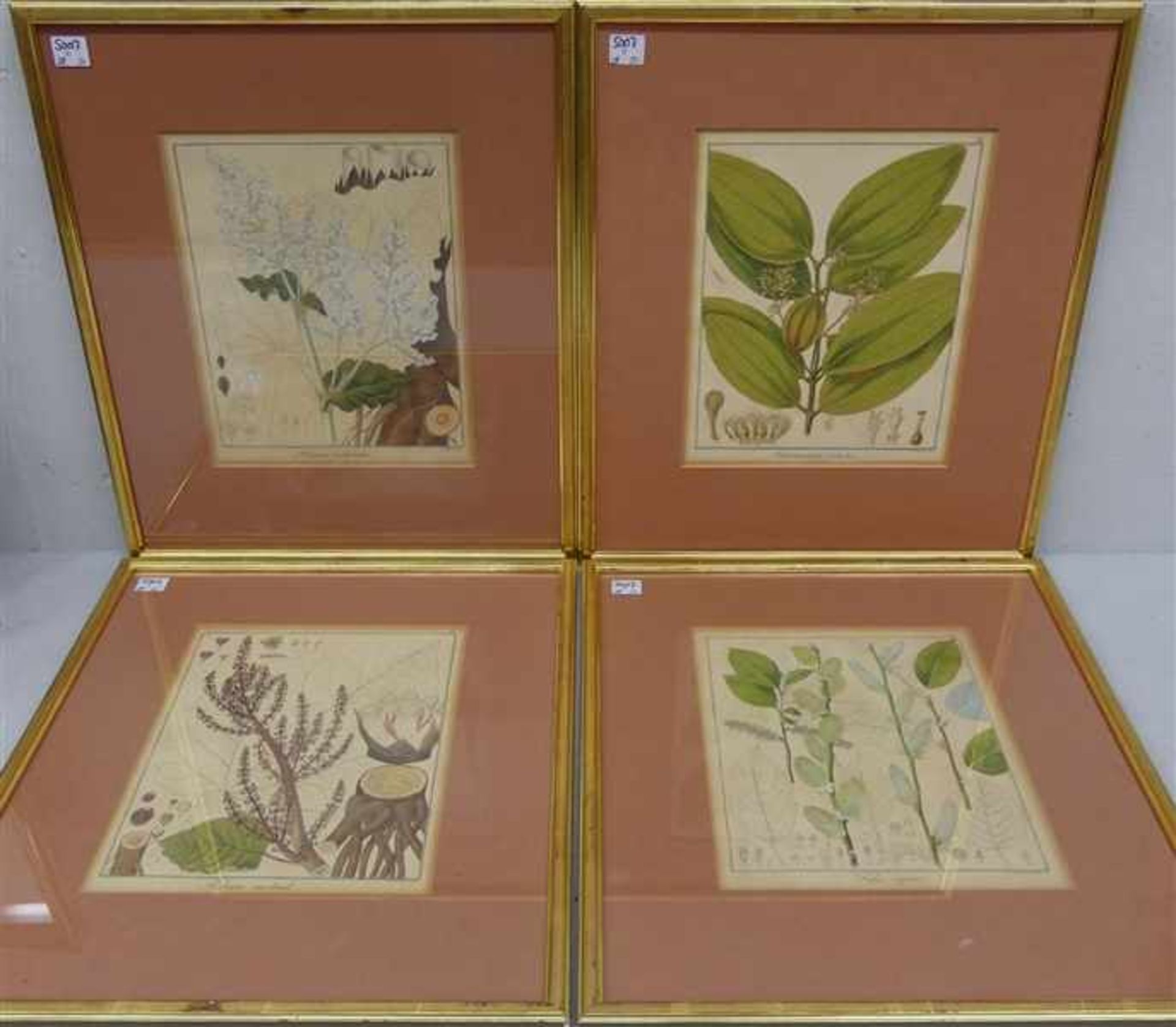 4 Pflanzenstiche, 19. Jh. coloriert, von F. Guimpel, verschieden, je 26x21 cm, im Rahmen,- - -20.