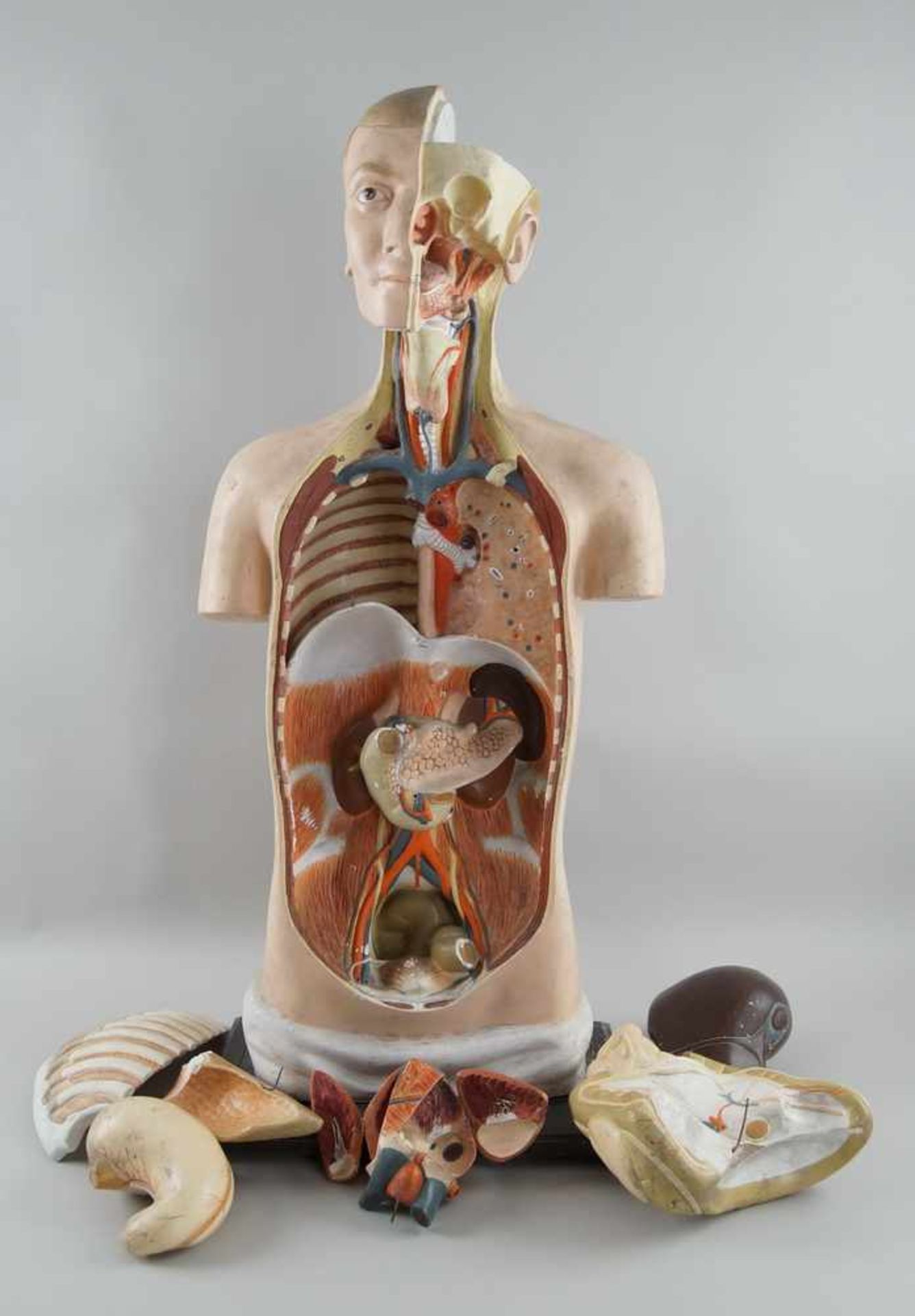 Anatomisches Modell eines menschlichen Oberkörpers mit verschiedenen Organen,Altersspuren/