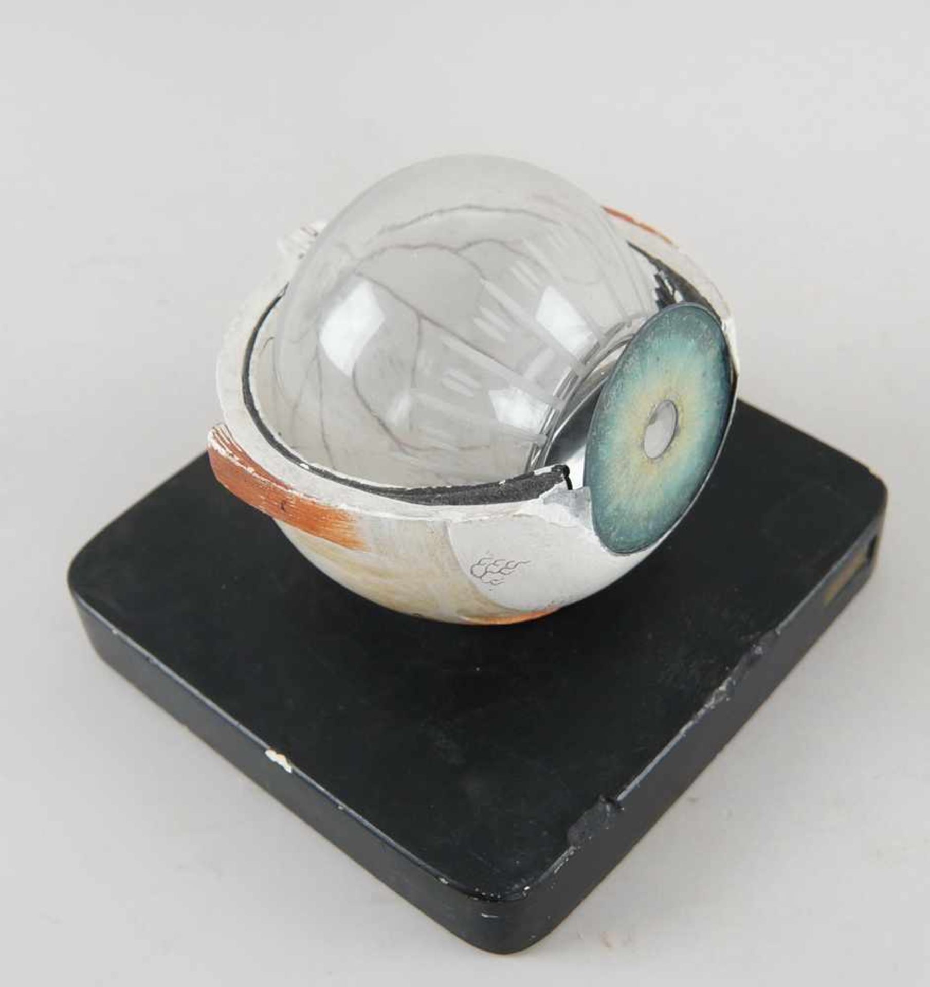 Anatomisches Modell eines Auges, Bock Steger, unvollständig, 15x17,5x18cm- - -24.00 % buyer's - Bild 2 aus 5