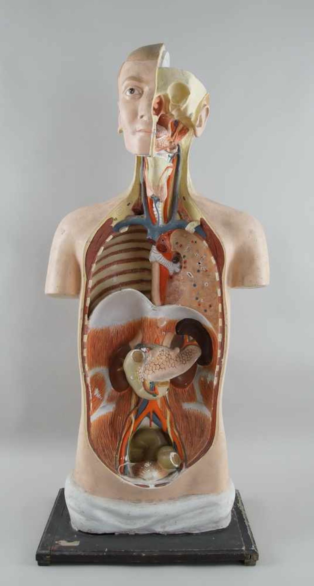 Anatomisches Modell eines menschlichen Oberkörpers mit verschiedenen Organen,Altersspuren/ - Bild 2 aus 7