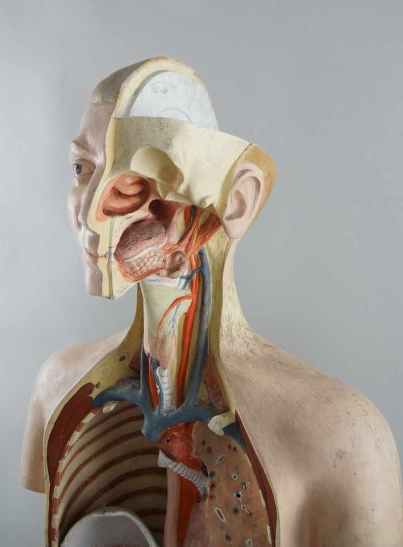 Anatomisches Modell eines menschlichen Oberkörpers mit verschiedenen Organen,Altersspuren/ - Bild 3 aus 7