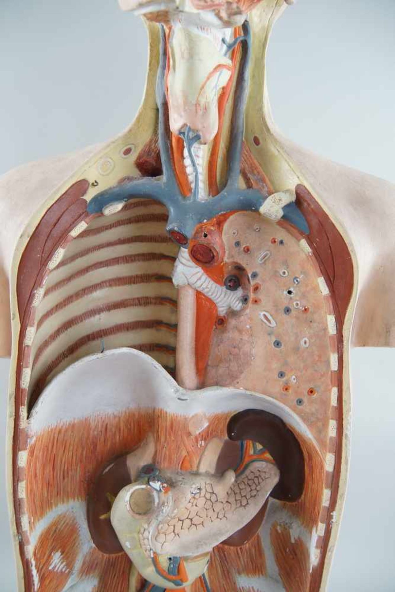 Anatomisches Modell eines menschlichen Oberkörpers mit verschiedenen Organen,Altersspuren/ - Bild 5 aus 7