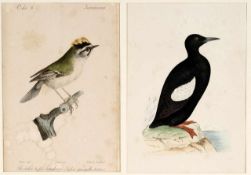 Paar VogeldarstellungenFarblithographie. "Black Guillemot" (Gryllteiste)/ "Roitelet triple
