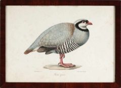 Battistelli(Römischer Lithograph, 1. H. 19. Jh.) Lithographie, koloriert. "Perdix Graeca",