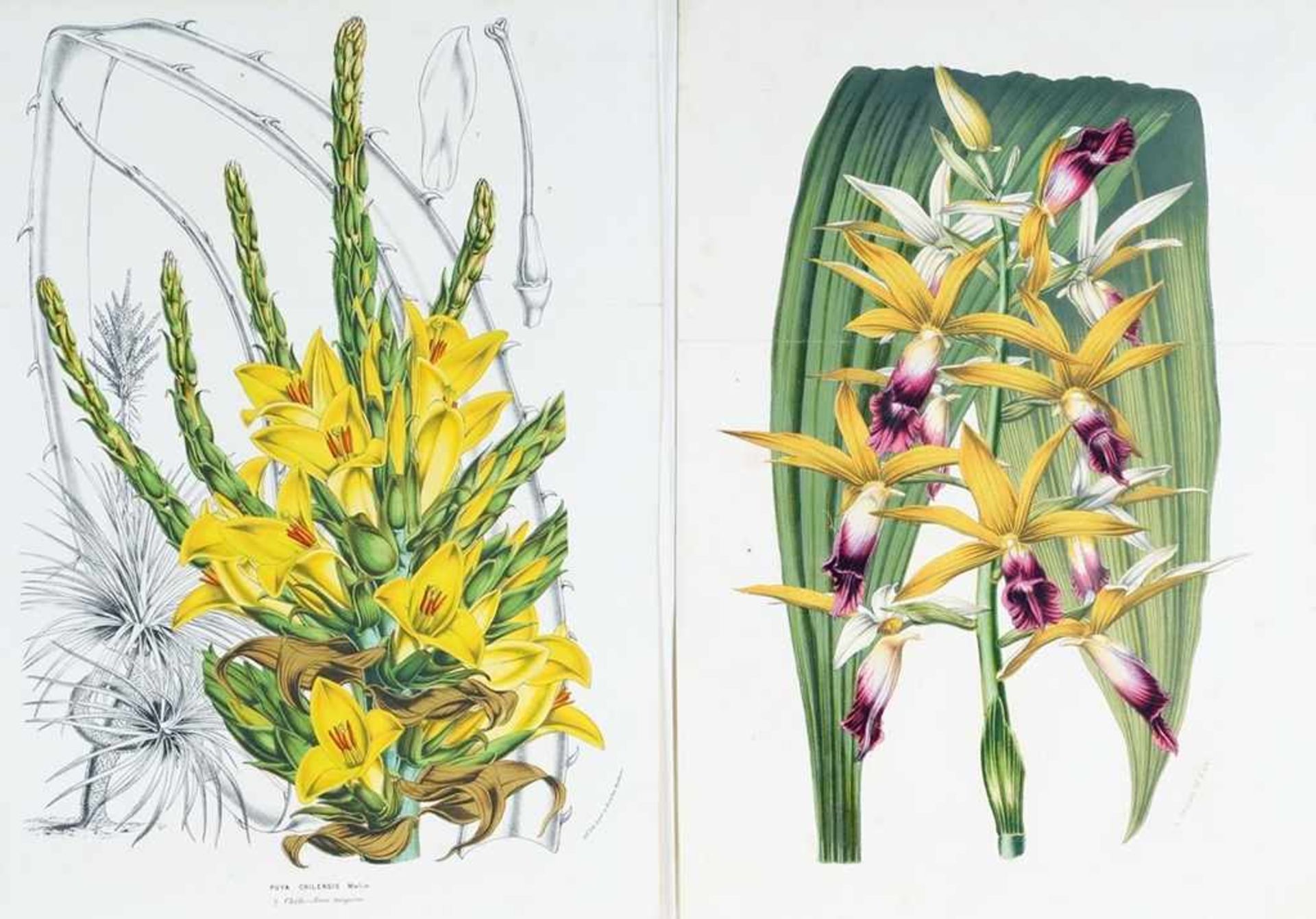 Konvolut botanische Darstellungen8 Bl. Chromo- u. Offsetlithographie. U. a. Darstellung der "