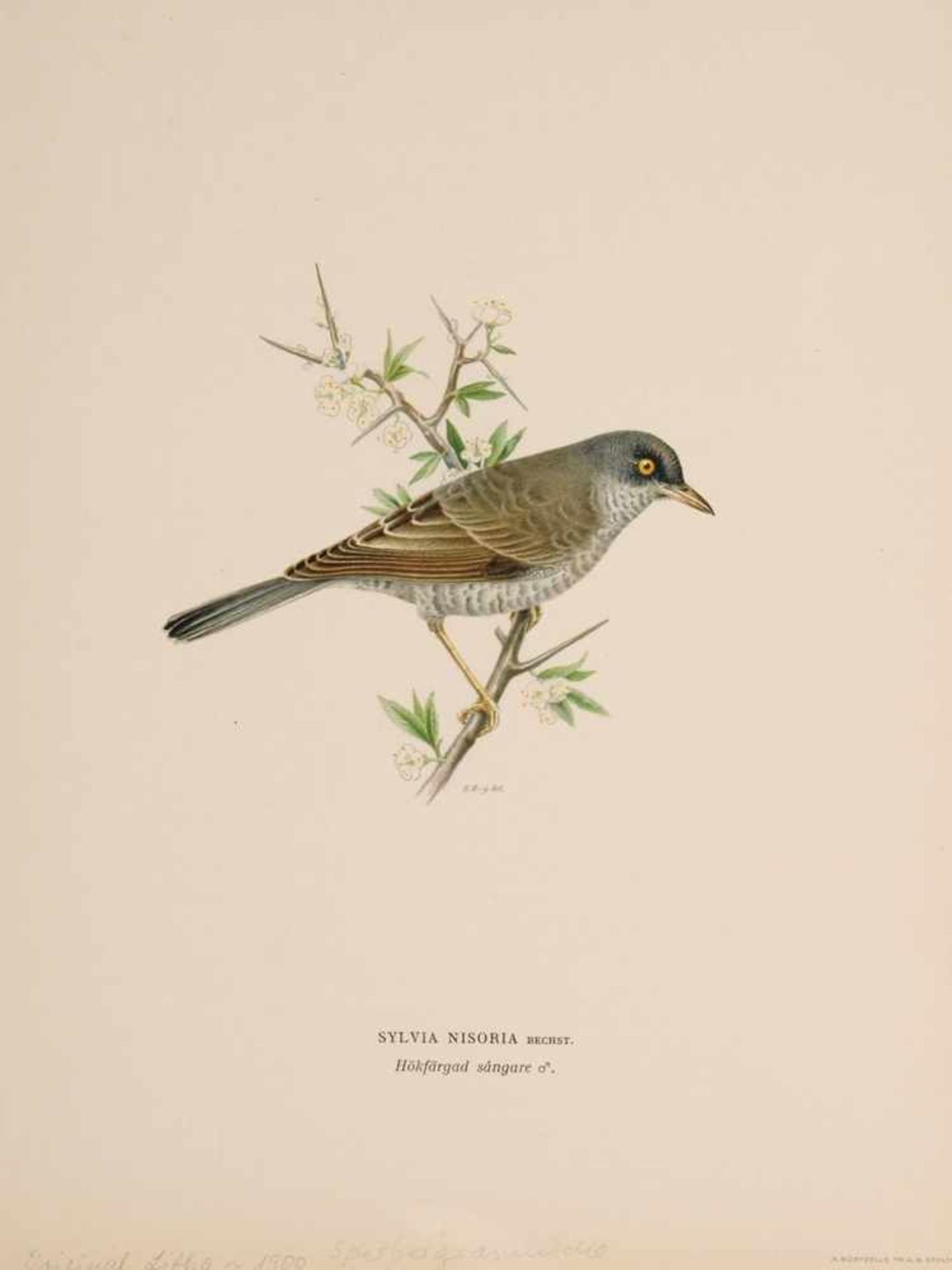 Fünf ornithologische IllustrationenChromolithographie. "Sylvia Nisoria" (Sperbergrasmücke)/ "Cractes