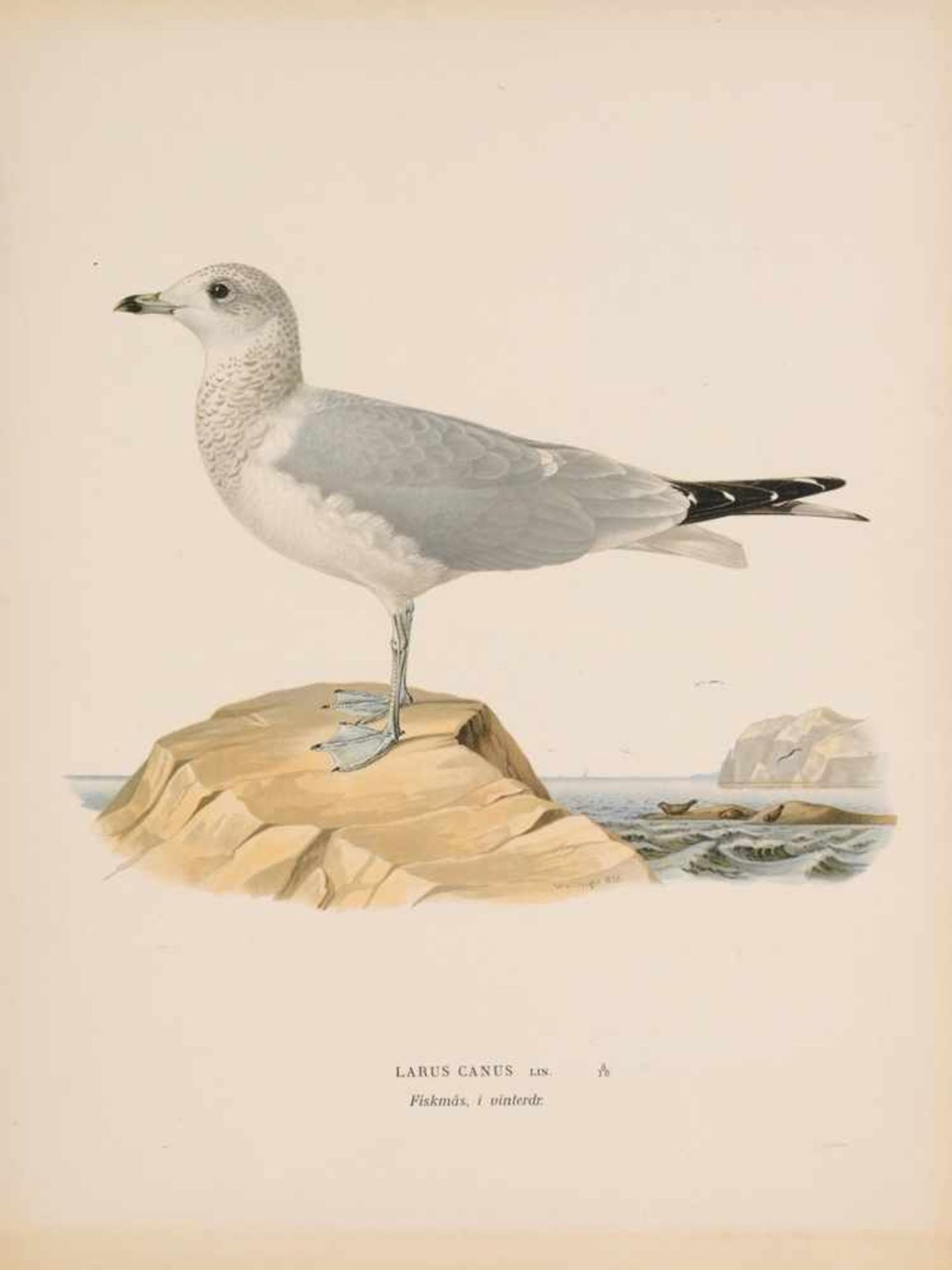 Fünf ornithologische Illustrationen Möwen/ SchwalbenChromolithographie. "Larus Canus" (