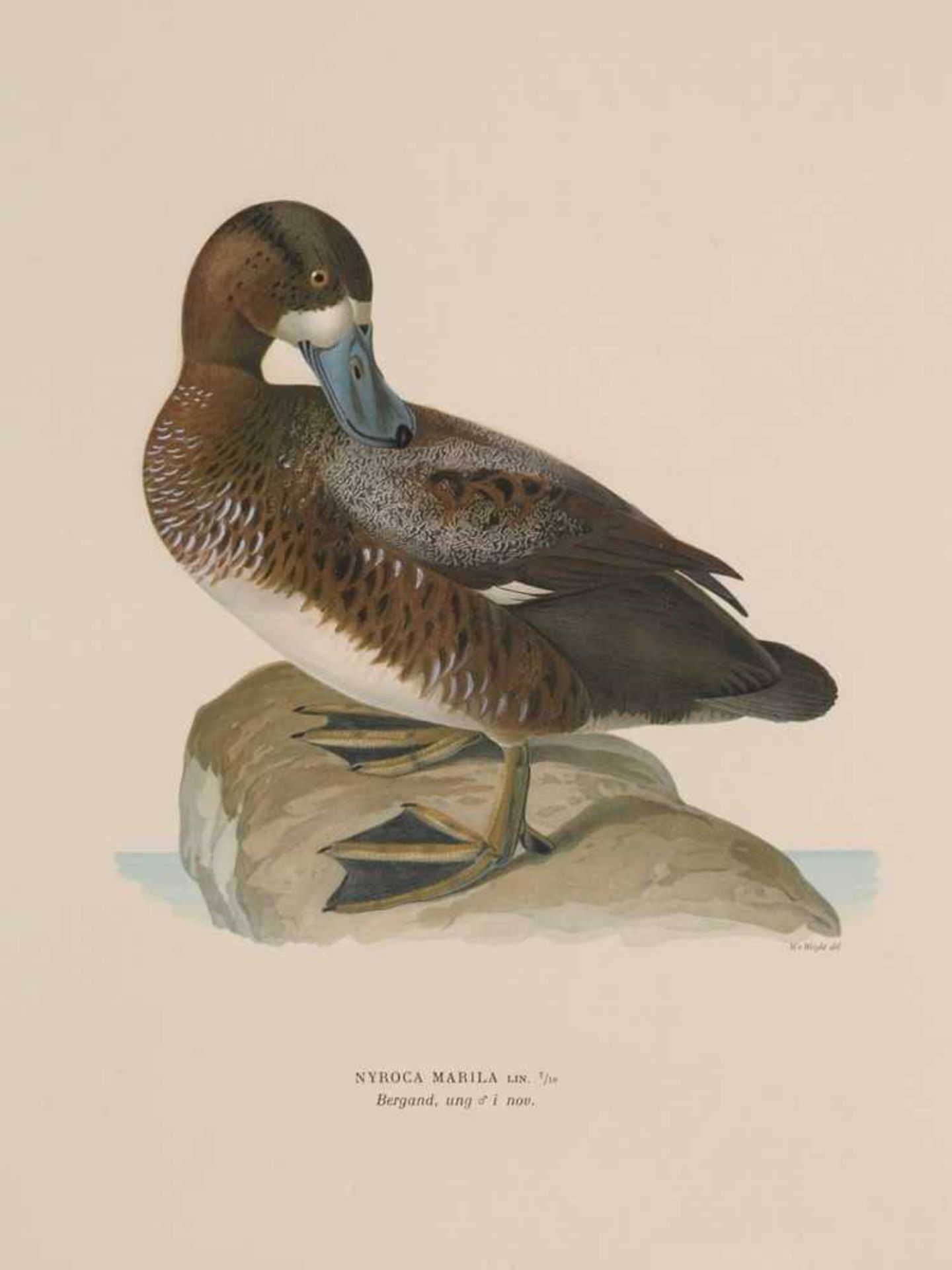Fünf ornithologische Illustrationen EntenChromolithographie. "Nyroca Marila" (Bergente)/ 2 x "