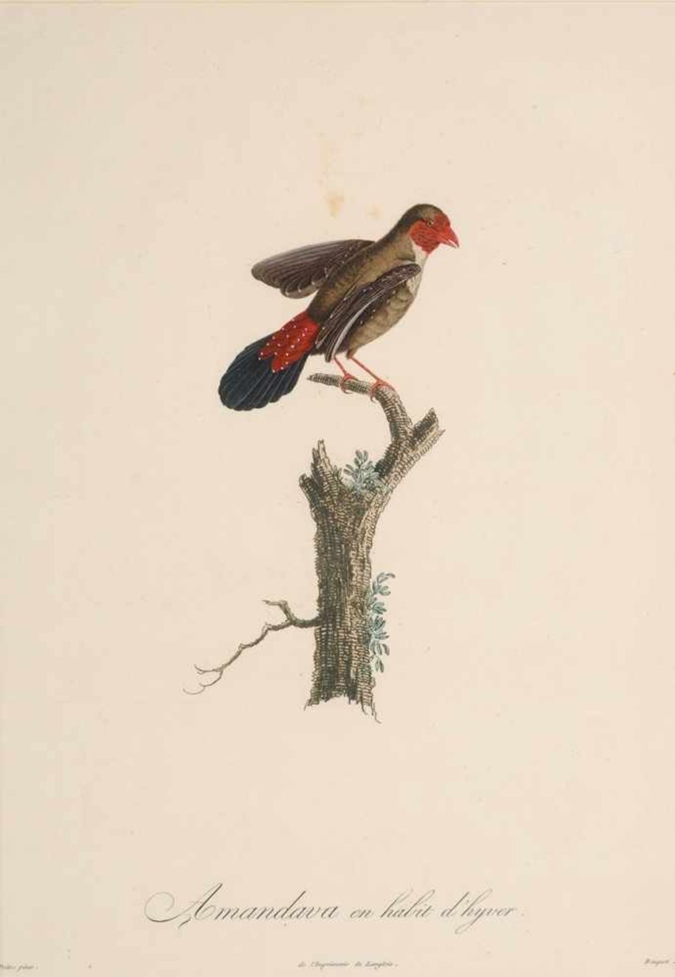 Drei ornithologische IllustrationenAltkolorierter Kupferstich. "Bengali Cendré"/ "Amandava an