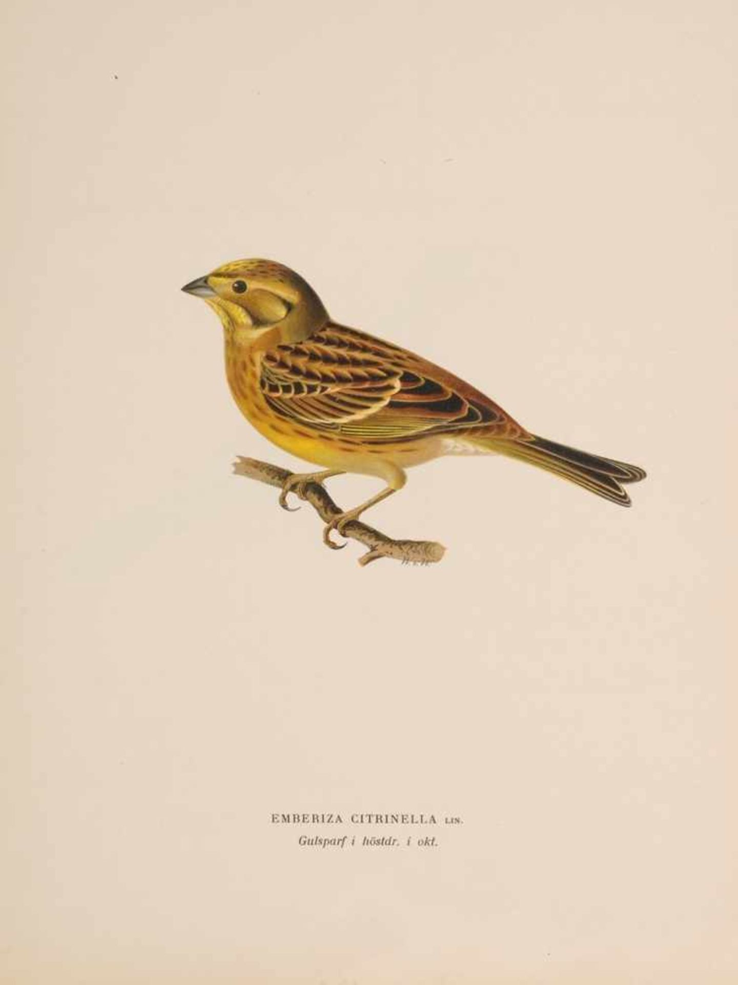 Fünf ornithologische Illustrationen SingvögelChromolithographie. "Emberiza Citrinella" (