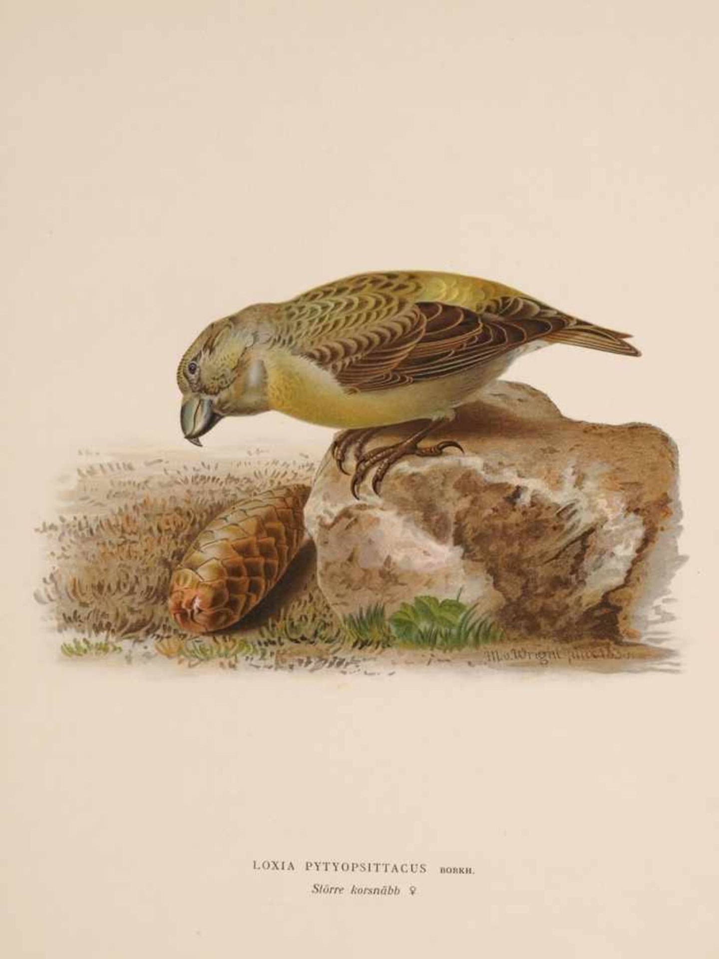 Fünf ornithologische IllustrationenChromolithographie. "Loxia Pytyopsittacus" (