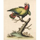 George Edwards(1694 Stratford/Essex - 1773 Plaistow/London)"White headed parrot" (Weißköpfiger