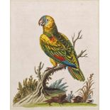 George Edwards(1694 Stratford/Essex - 1773 Plaistow/London)"The great green parrot, from the West-