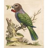 George Edwards(1694 Stratford/Essex - 1773 Plaistow/London)"The Hawk headed parrot from the East