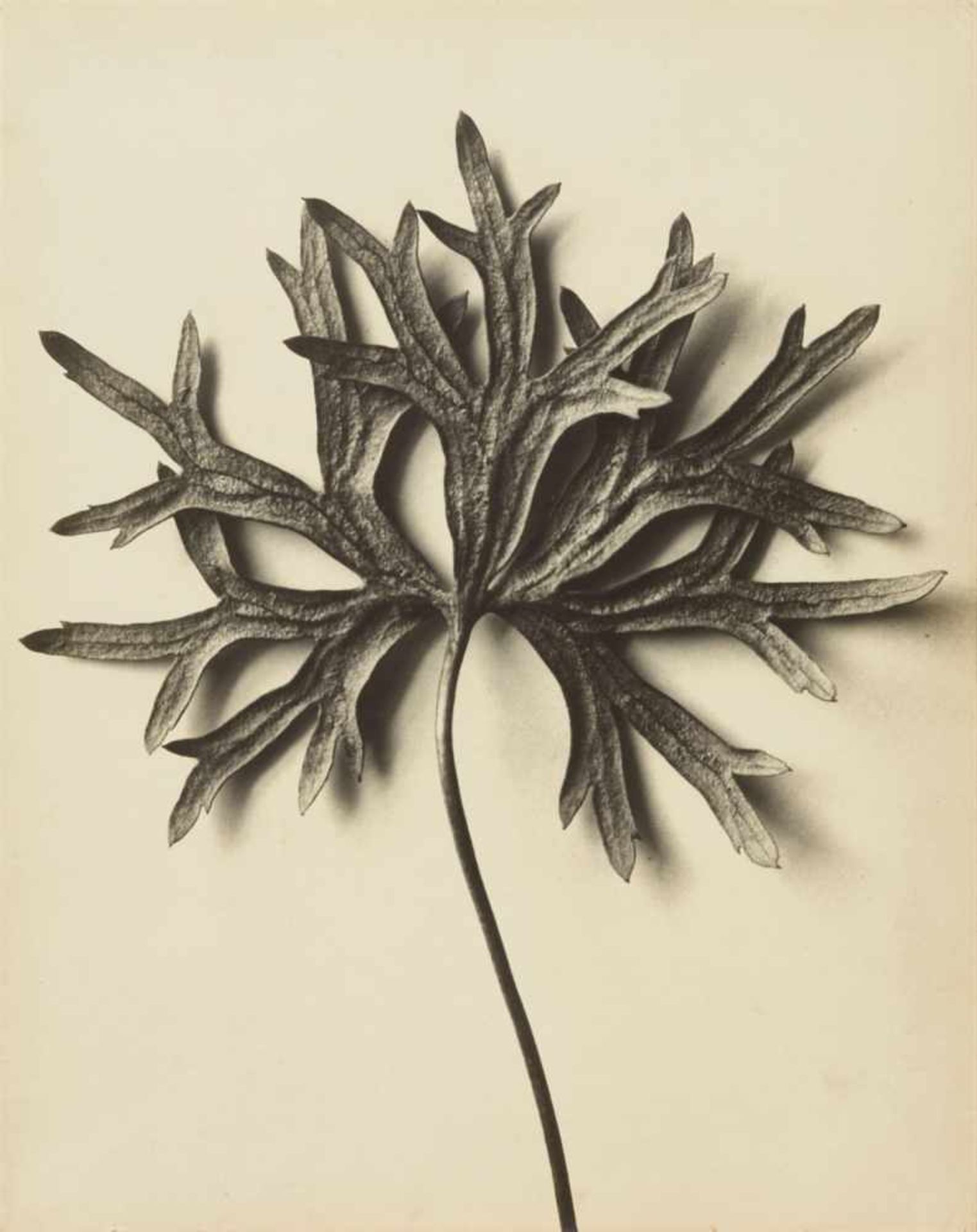 Karl BlossfeldtAconitum anthora (Eisenhut)