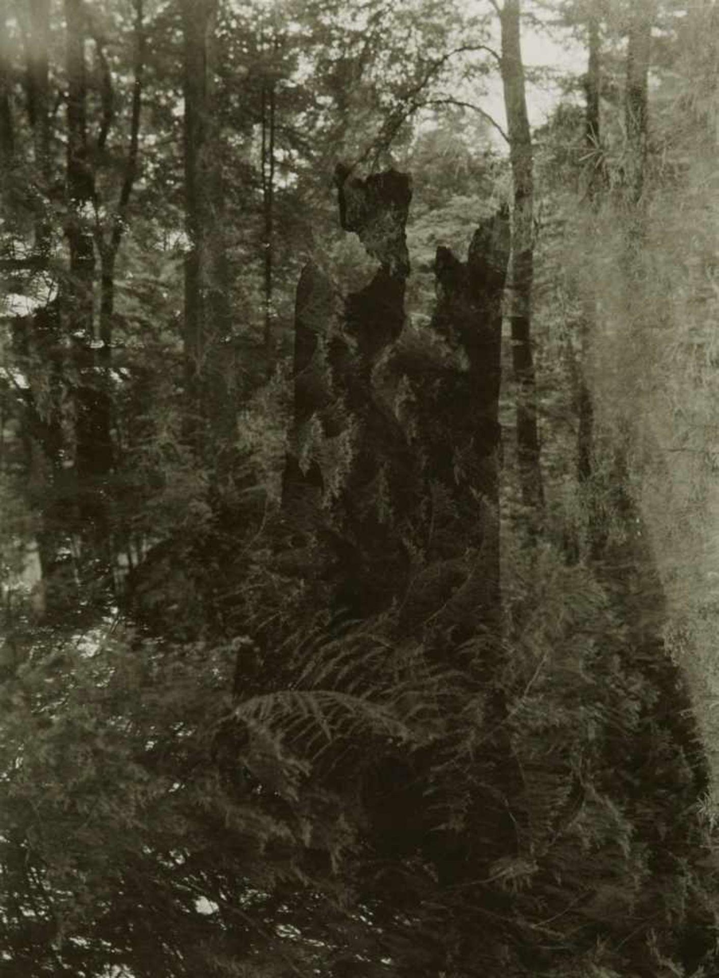 Josef SudekSpaziergang im Wald von Mionsi (from the series: Verschwundene Statuen)