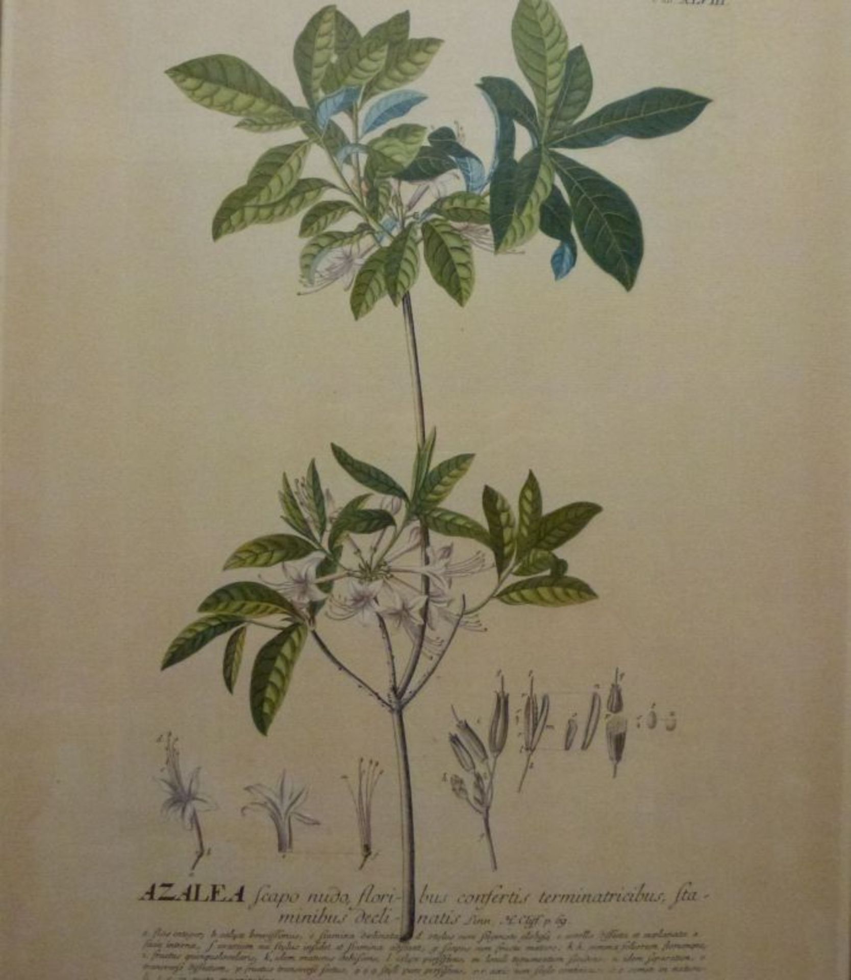 4 Pflanzenstiche aus ''Plantae selectae''4 Pflanzenstiche aus ''Plantae selectae''Johannes Jacob - Bild 2 aus 3