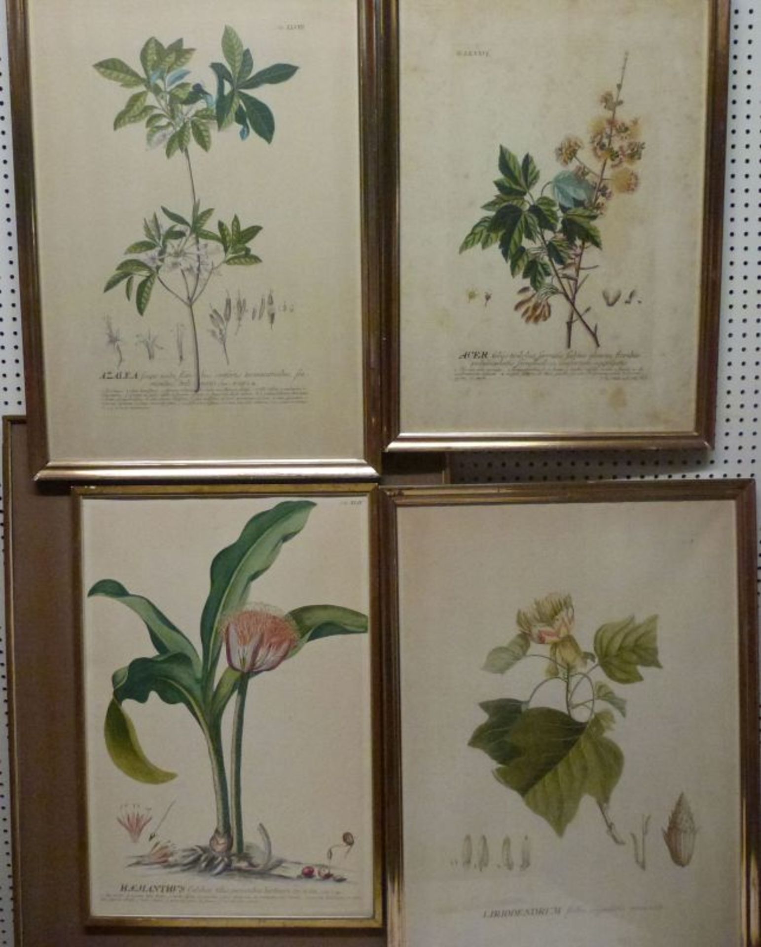 4 Pflanzenstiche aus ''Plantae selectae''4 Pflanzenstiche aus ''Plantae selectae''Johannes Jacob