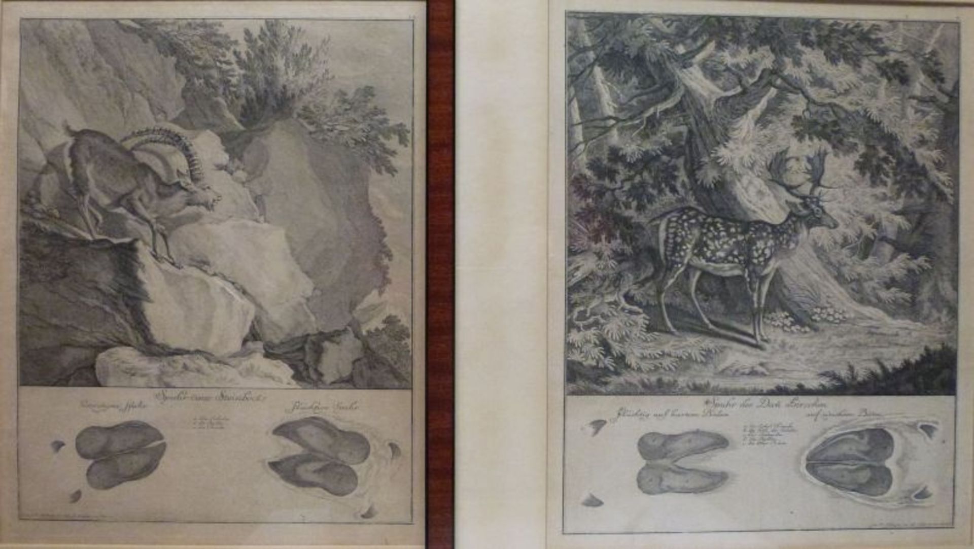 2 Kupferstiche ''Spuhr eines Damm Hirschen''2 Kupferstiche ''Spuhr eines Damm Hirschen''''Spuhr