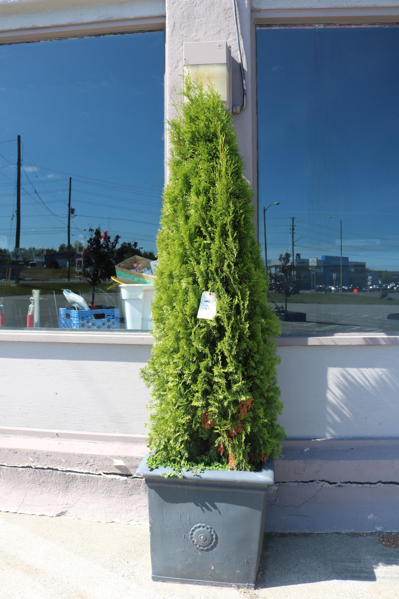 Large outdoor planter w/ cedar tree