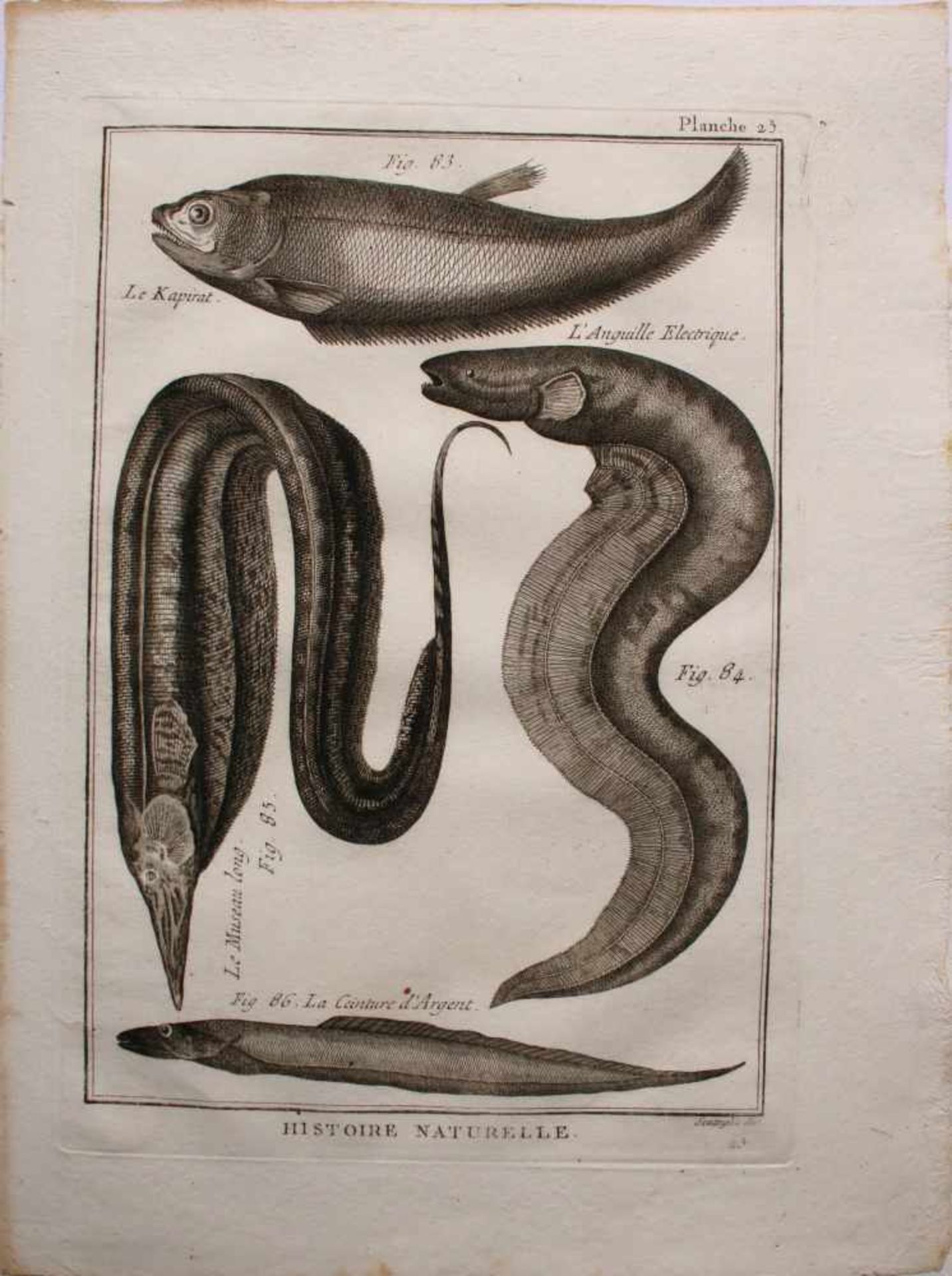 Unbekannter Künstler Barocke Fisch-Grafik Radierung 31 x 23 cm - Bild 2 aus 2