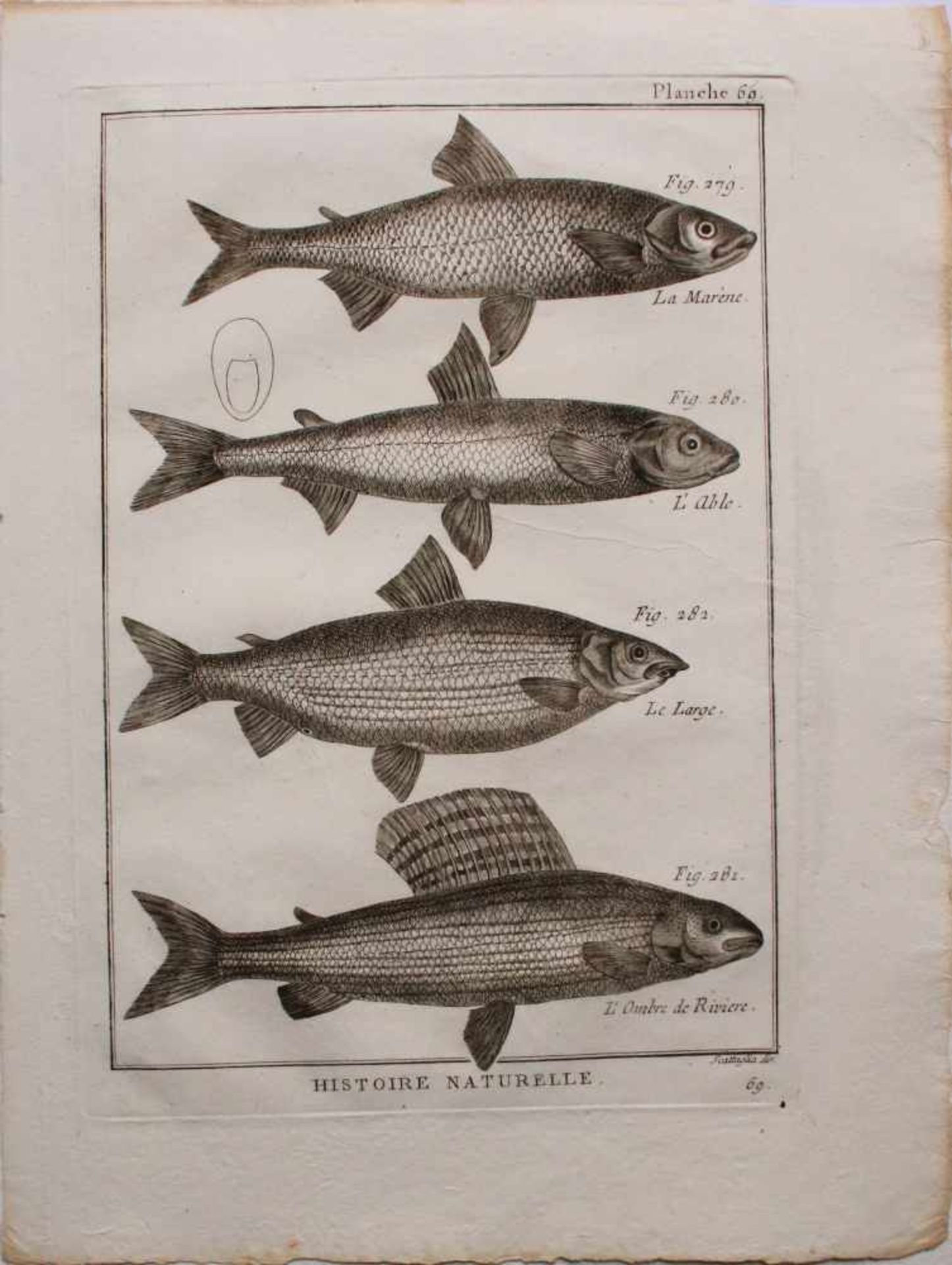 Unbekannter Künstler Barocke Fisch-Grafik Radierung 31 x 23 cm - Bild 2 aus 2